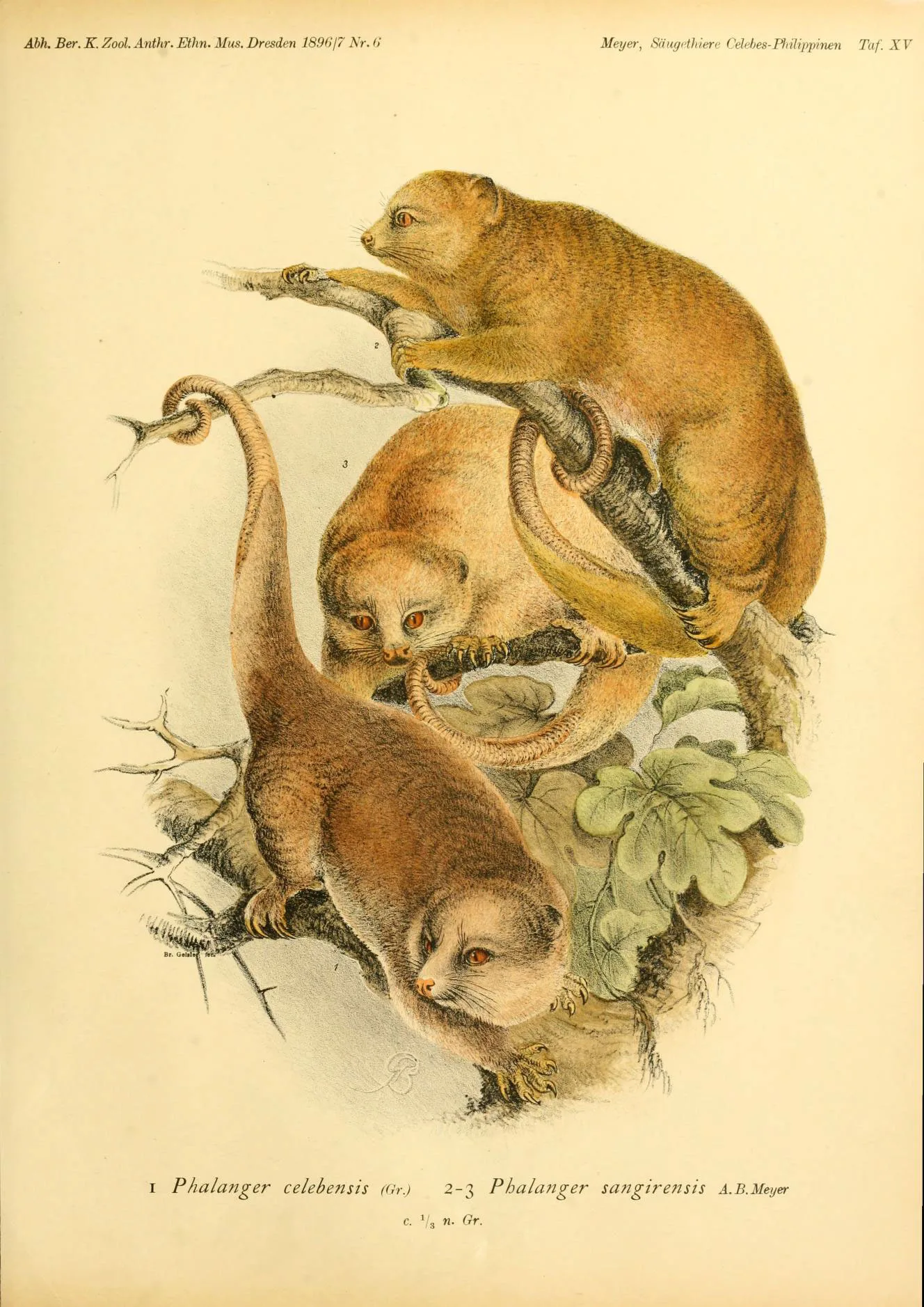 Peleng Cuscus