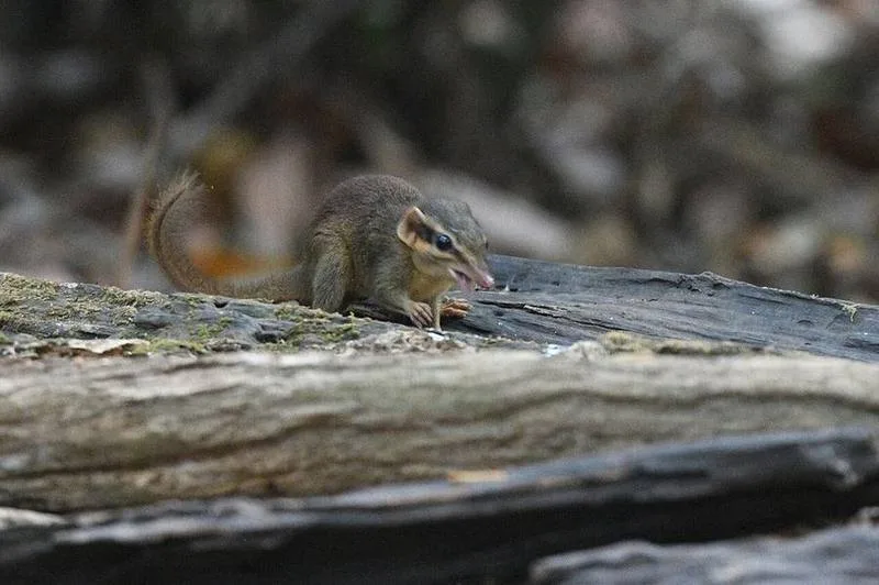 Northern Smooth-tailed Treeshrew