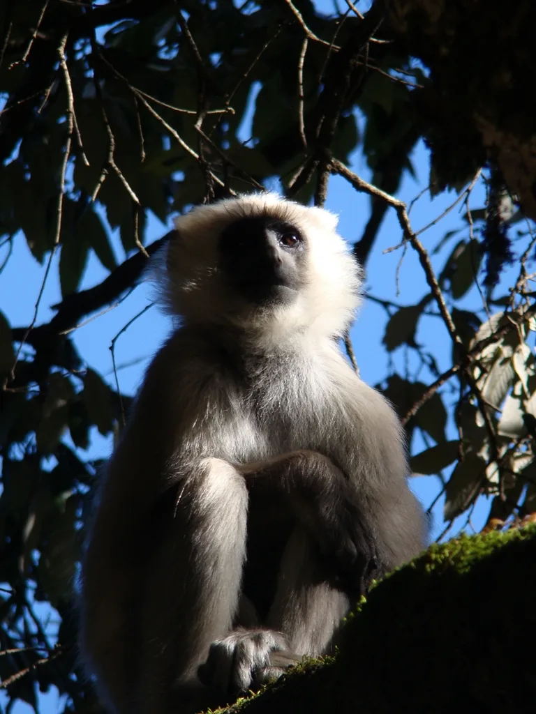 Terai Sacred Langur
