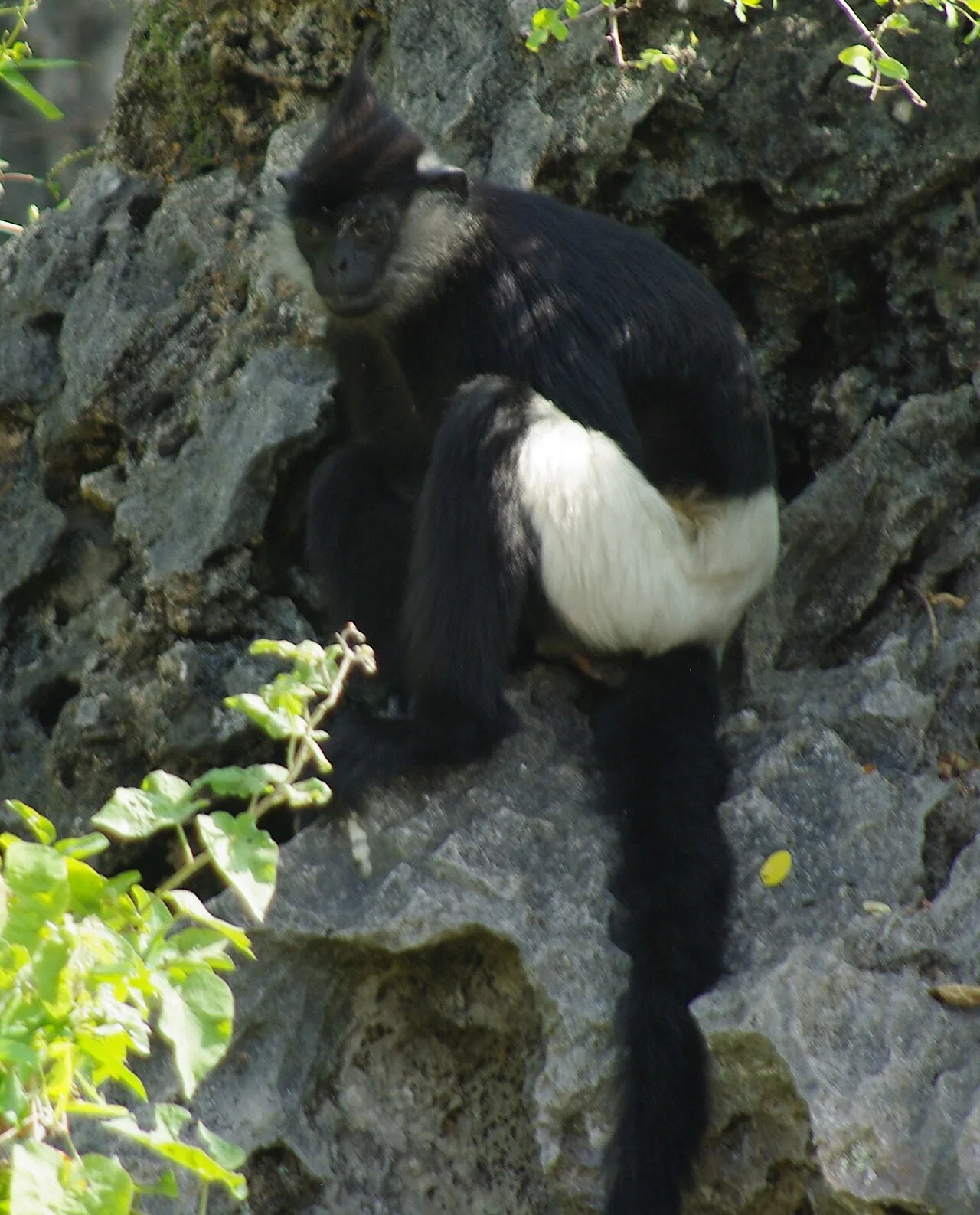 Delacour's Langur
