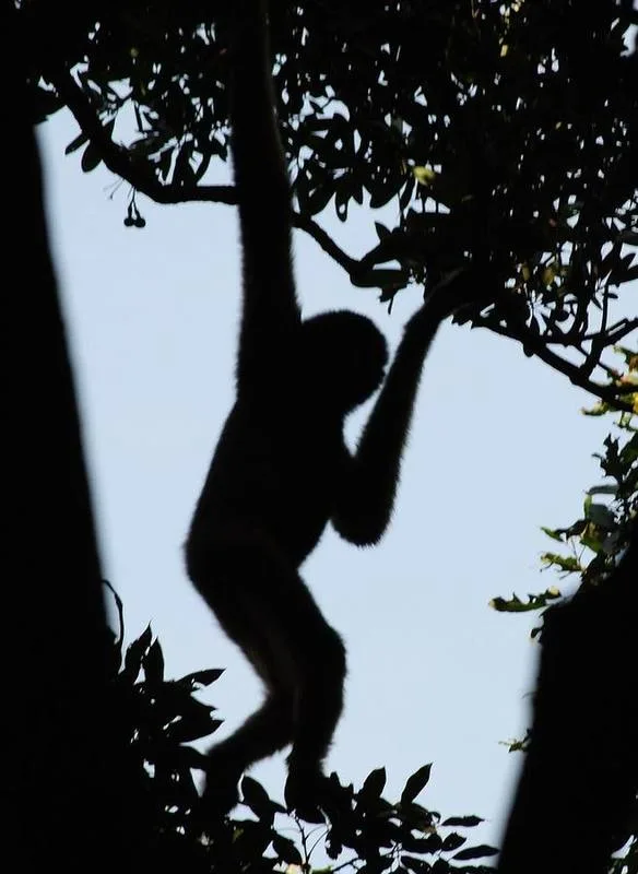 Eastern Black Crested Gibbon