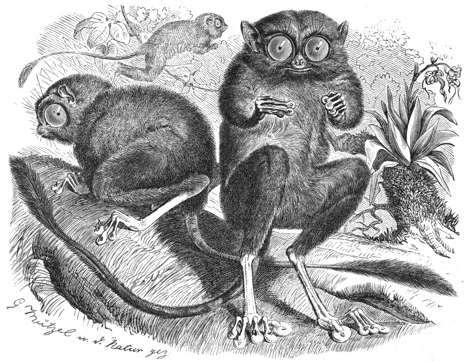 Pygmy Tarsier