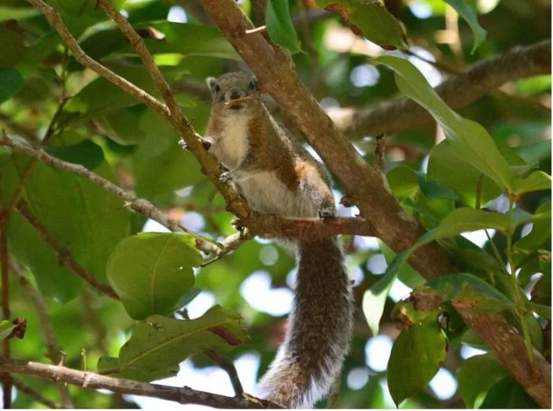 Hon Khoai Squirrel