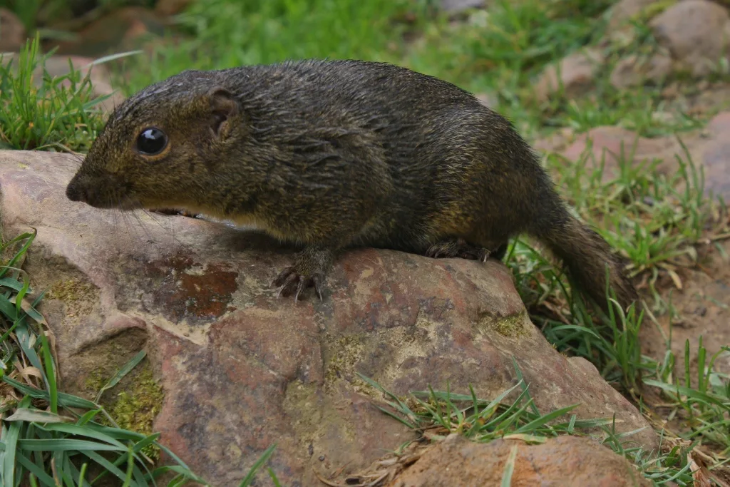 Red-throated Squirrel