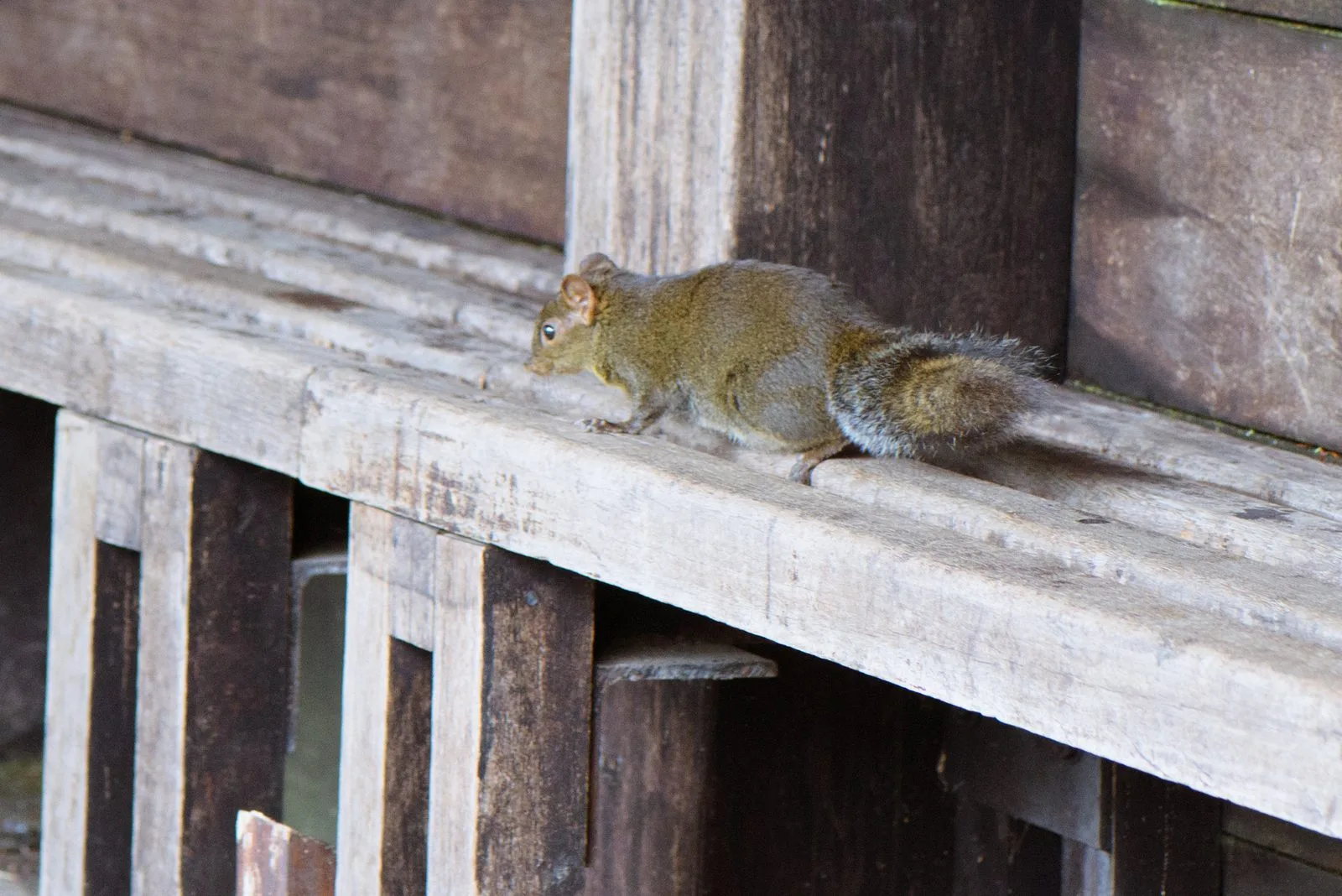 Perny's Long-nosed Squirrel