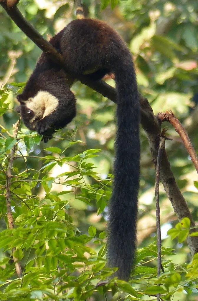 Southern Black Giant Squirrel