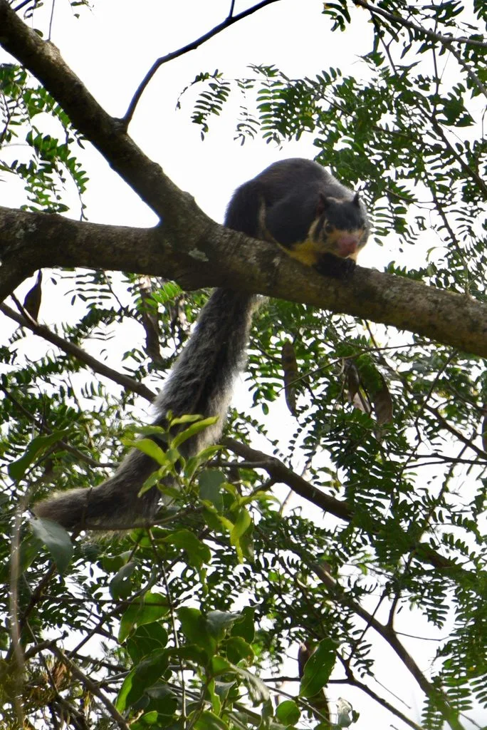 Sri Lankan Giant Squirrel