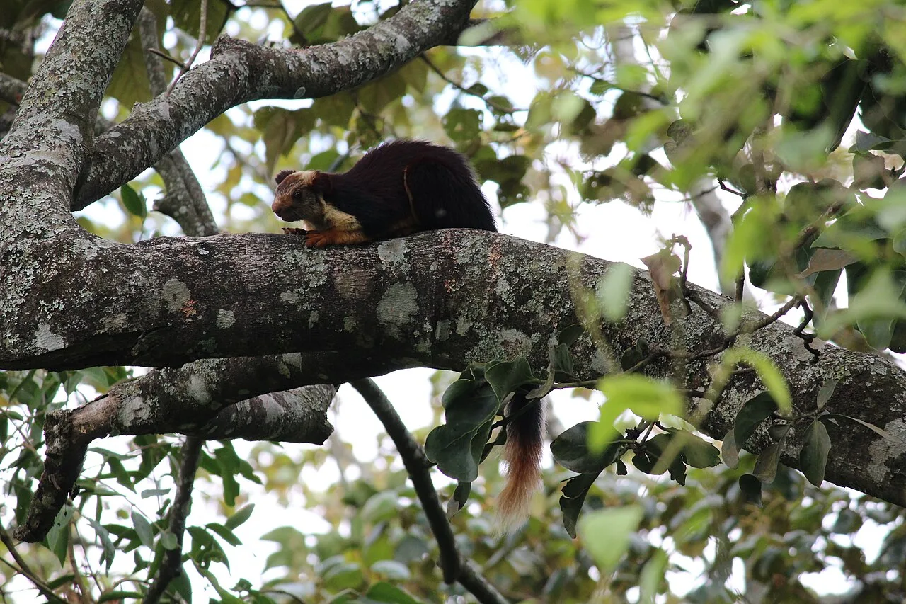 Kashmir Flying Squirrel