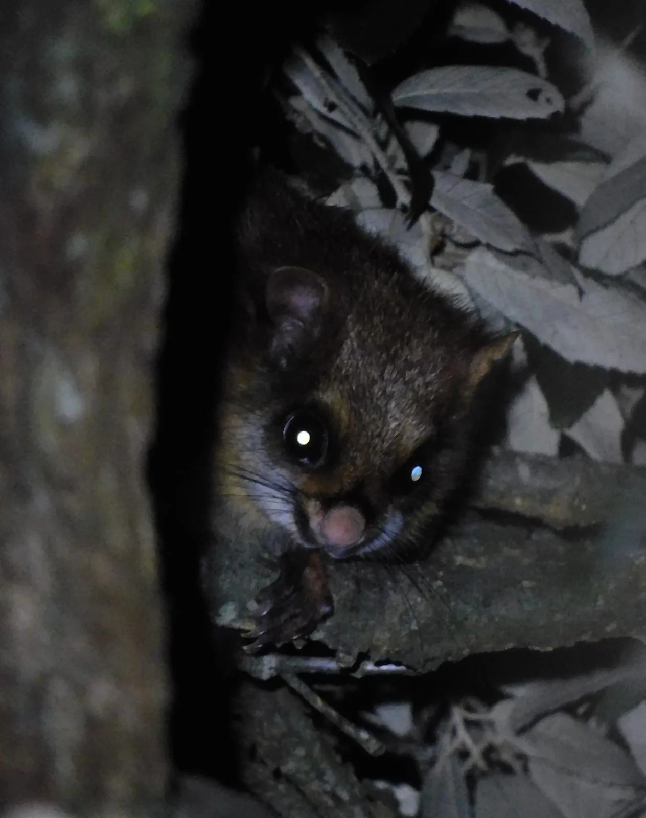 White-bellied Giant Flying Squirrel