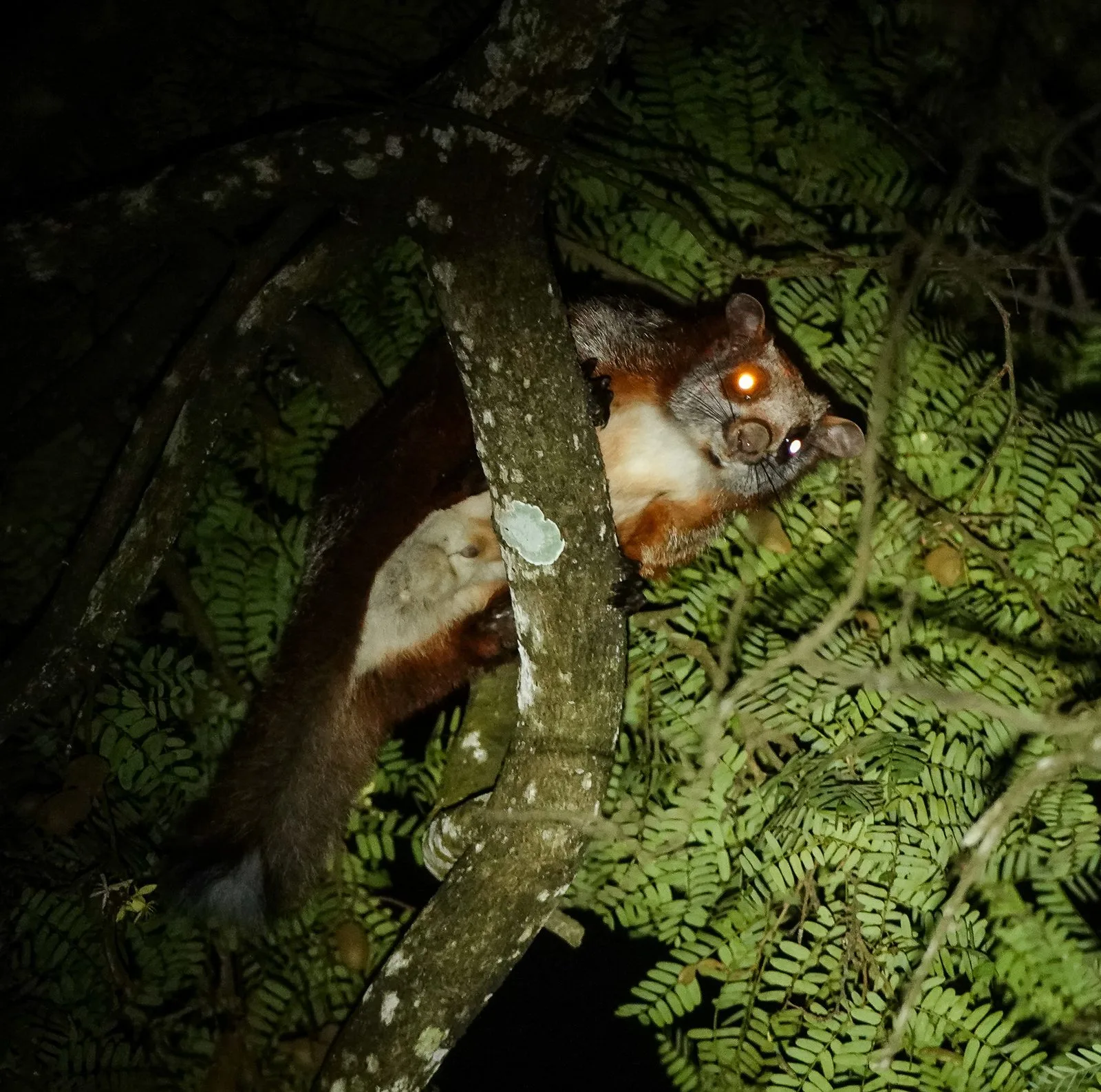 Red-and-white Giant Flying Squirrel