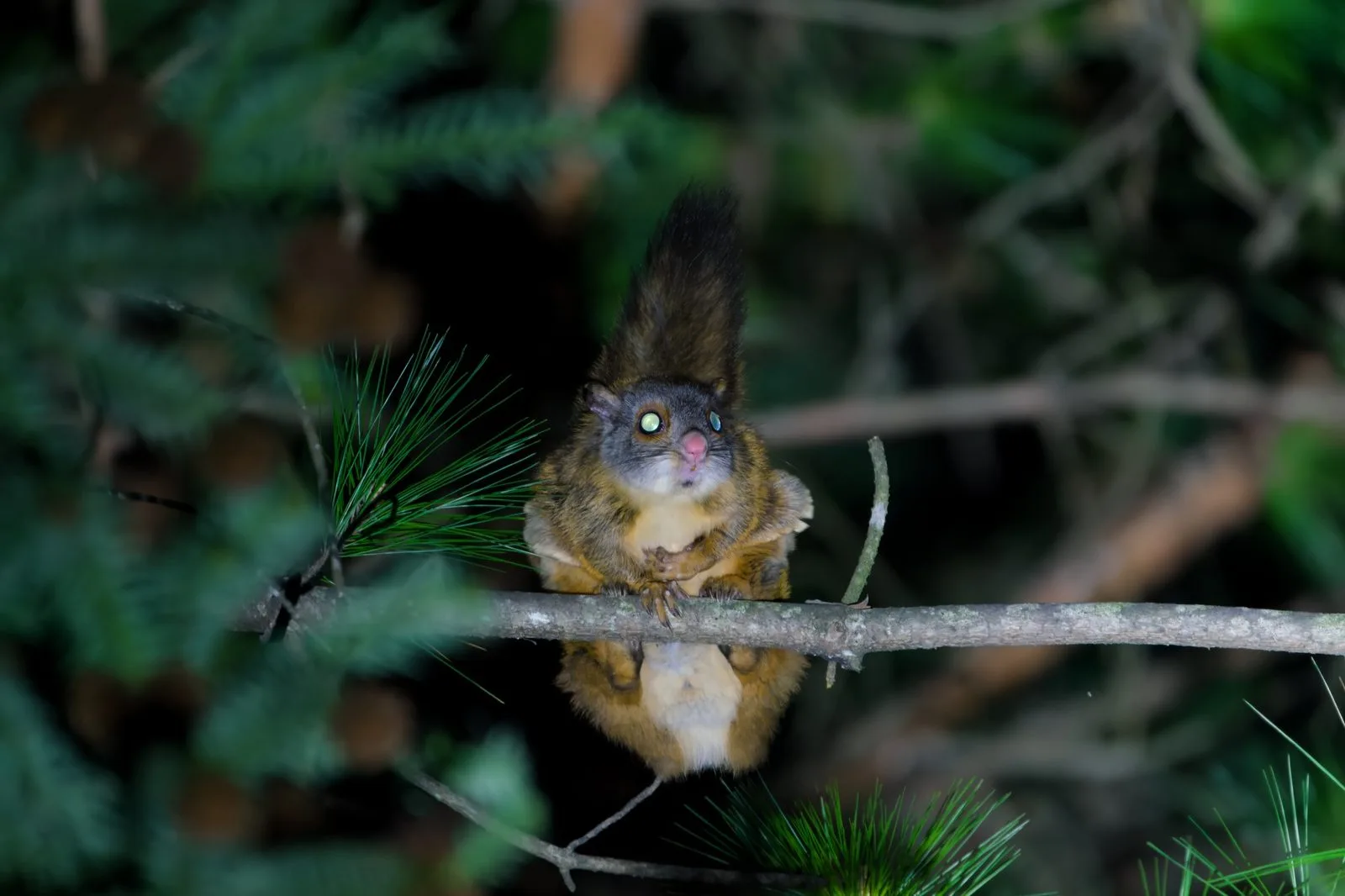 Gray-headed Giant Flying Squirrel