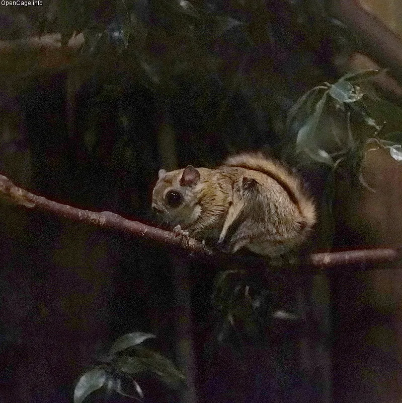 Japanese Flying Squirrel