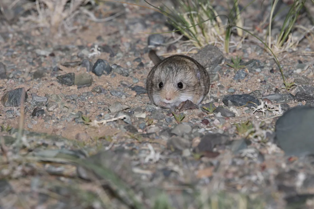 Thick-tailed Pygmy Jerboa