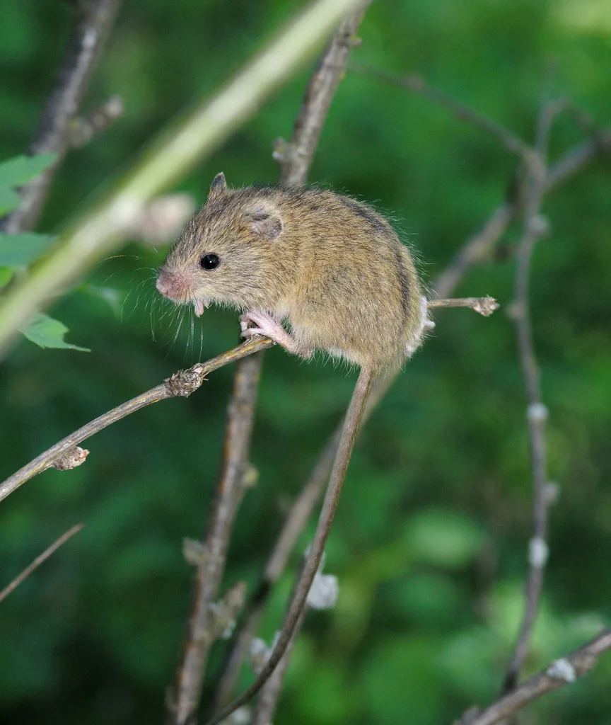 Northern Birch Mouse