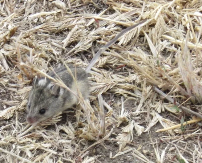 Southern Birch Mouse