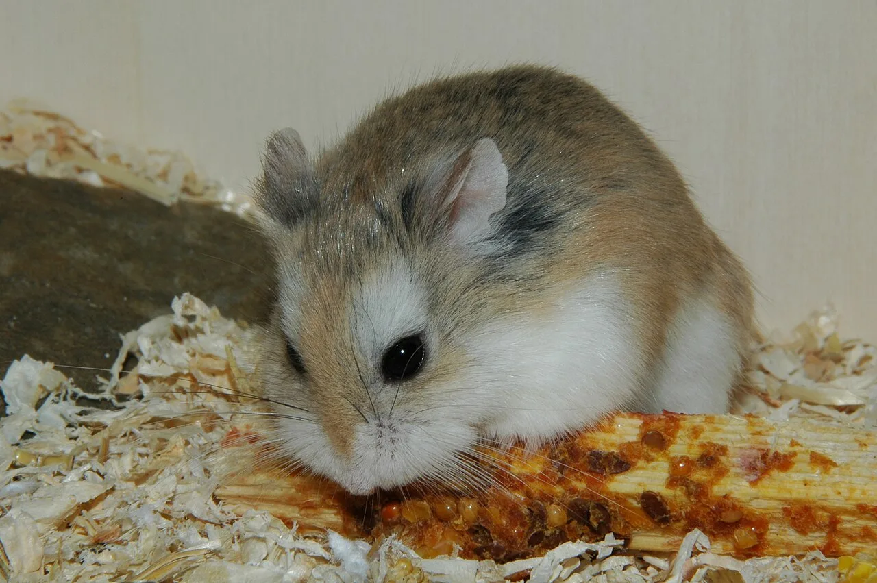 Desert Hamster