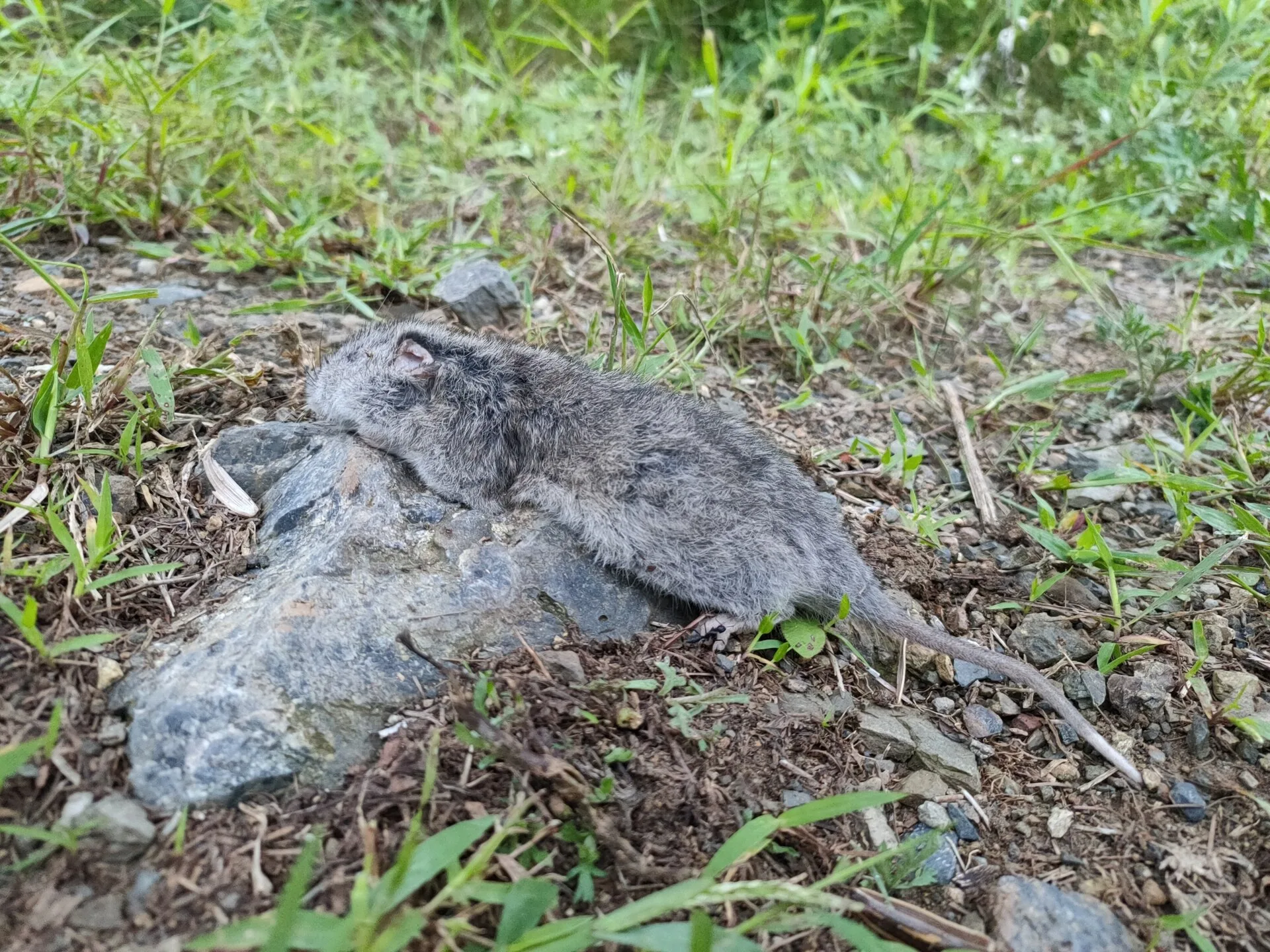 Common Rat-like Hamster