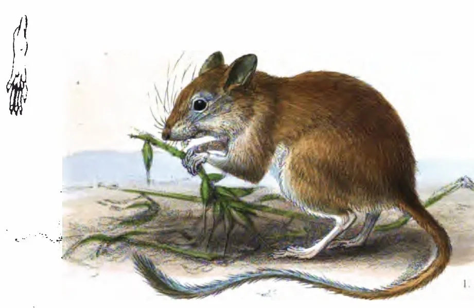 Balochistan Gerbil