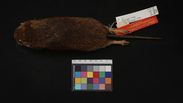 Okinawa Island Spiny Rat