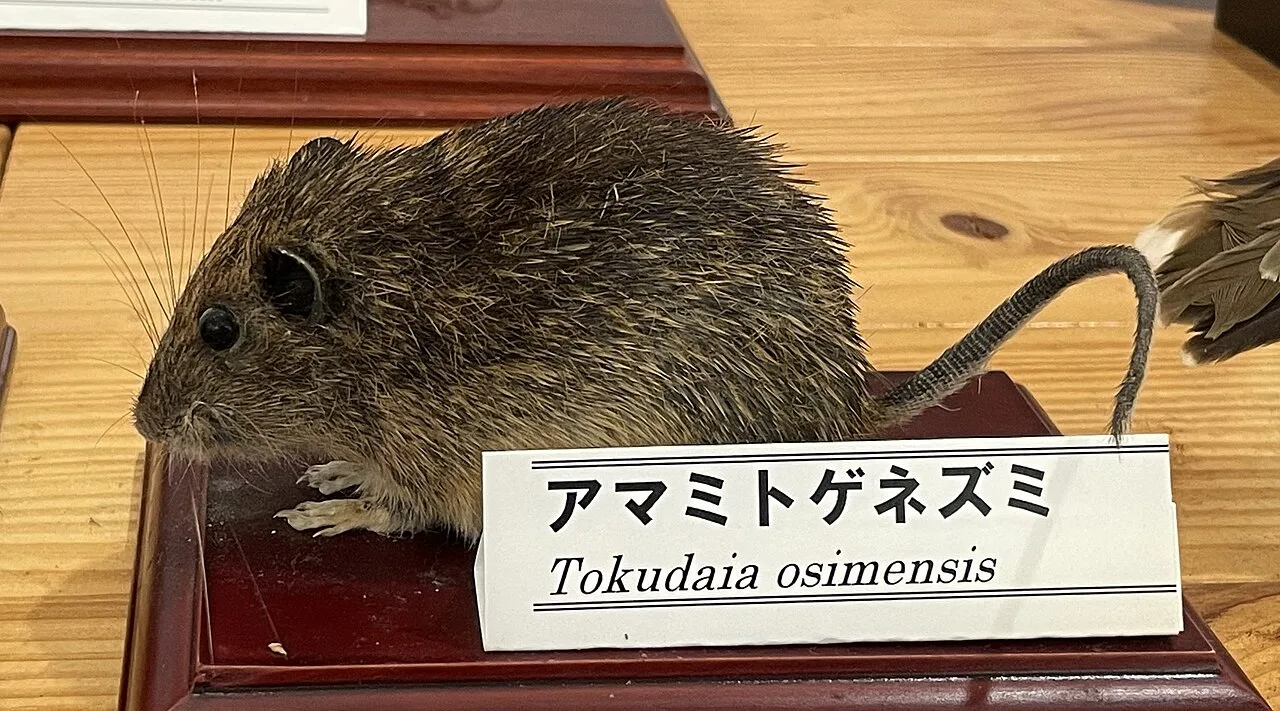 Amami Spiny Rat