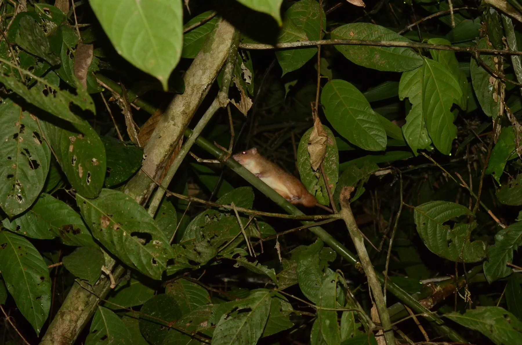 Malayan Tree Rat