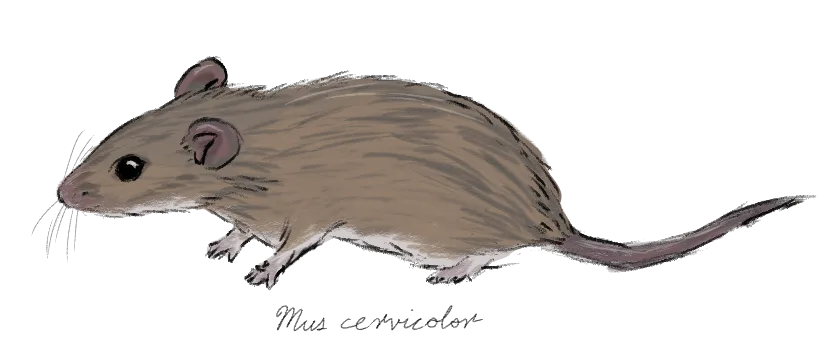 Fawn-colored Mouse