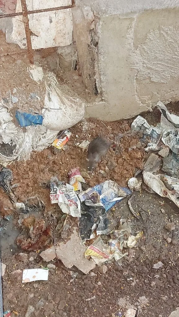 Lesser Bandicoot Rat
