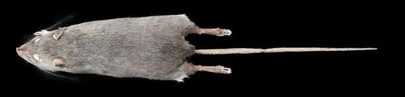 Bowers's White-toothed Rat