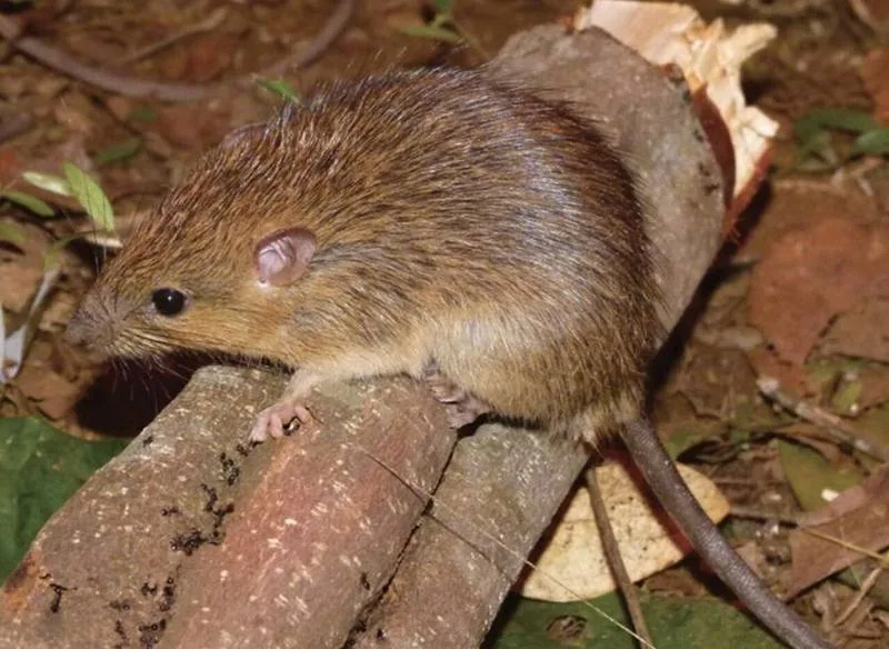 Burmese Tree Rat