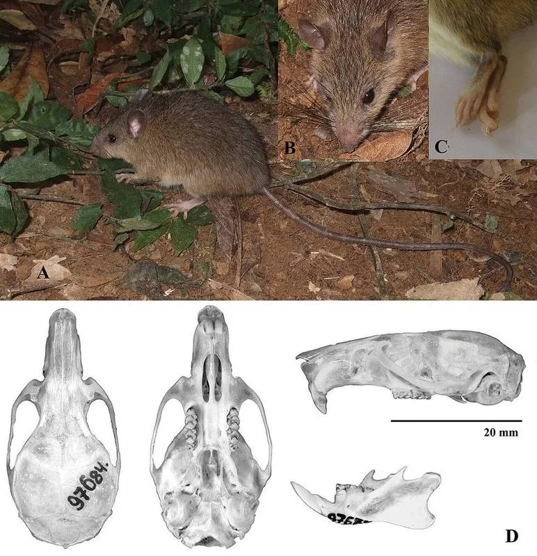 Langbian Tree Rat