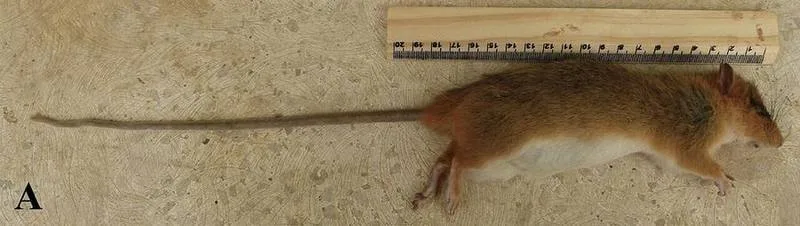 Thomas's Tree Rat