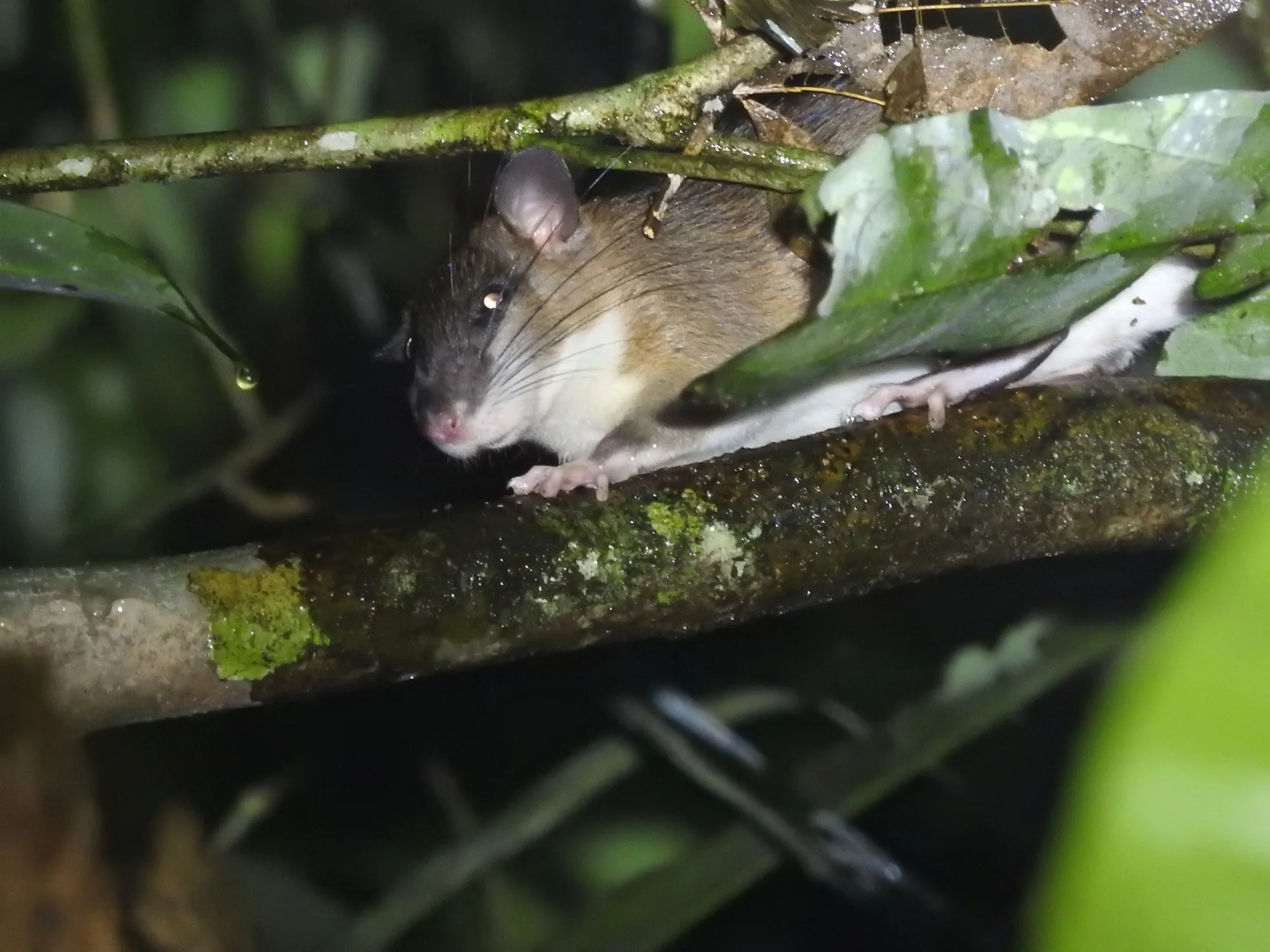 Montane Bornean White-bellied Rat