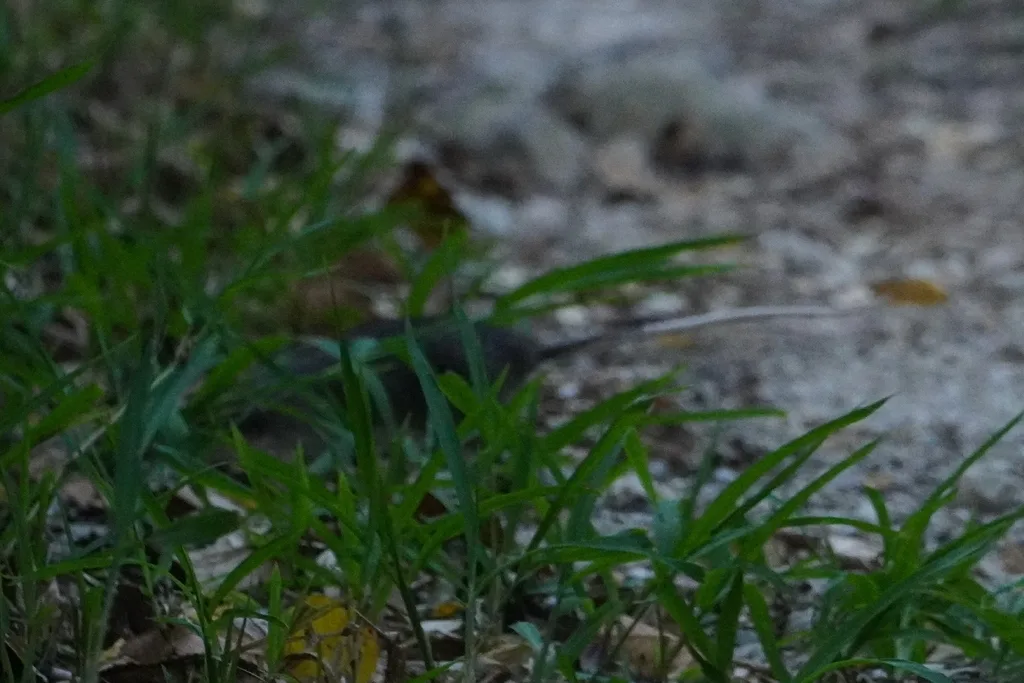 Hoffmann's Sulawesi Rat