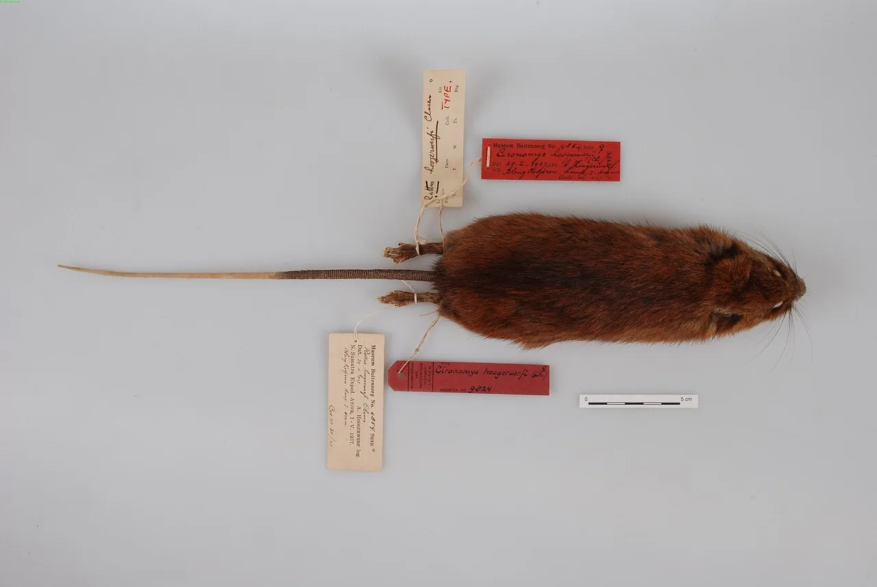 Hoogerwerf's Sumatran Rat