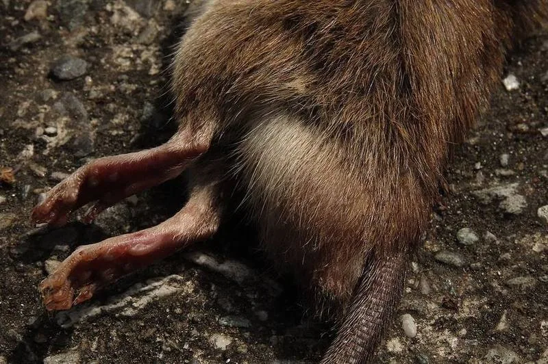 Losea Rat