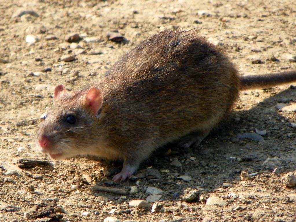 Mentawai Rat