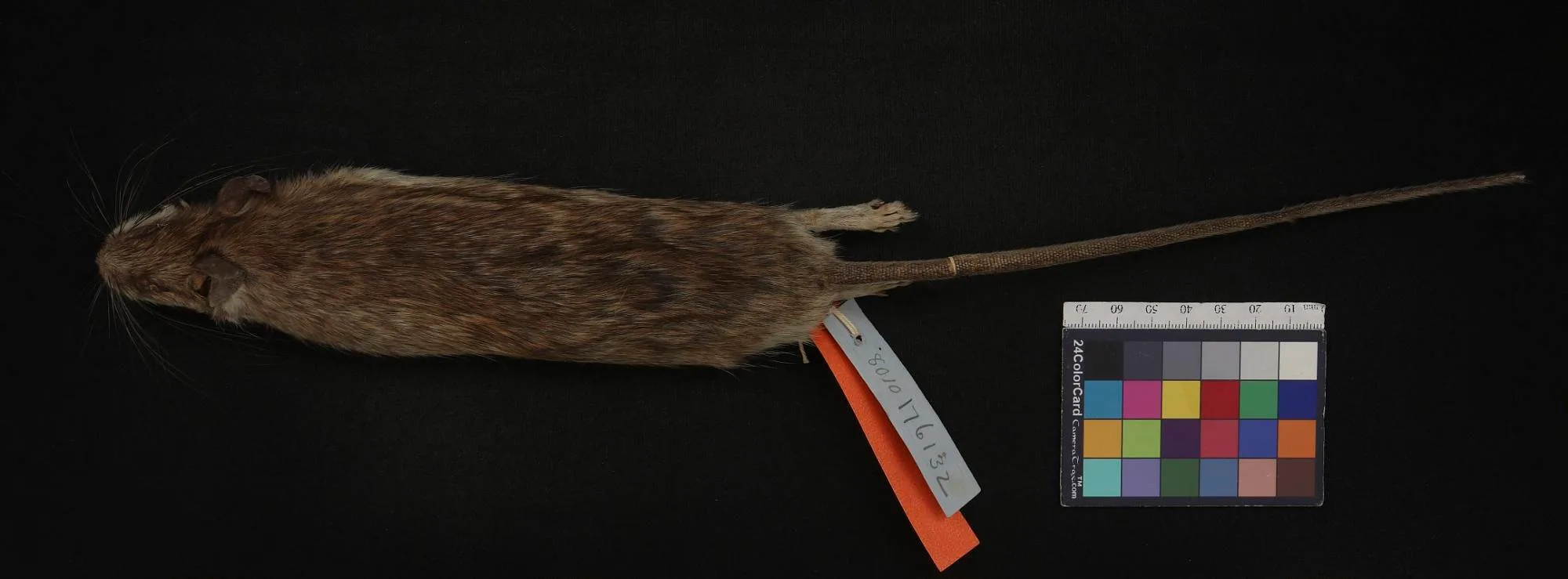 Himalayan Rat