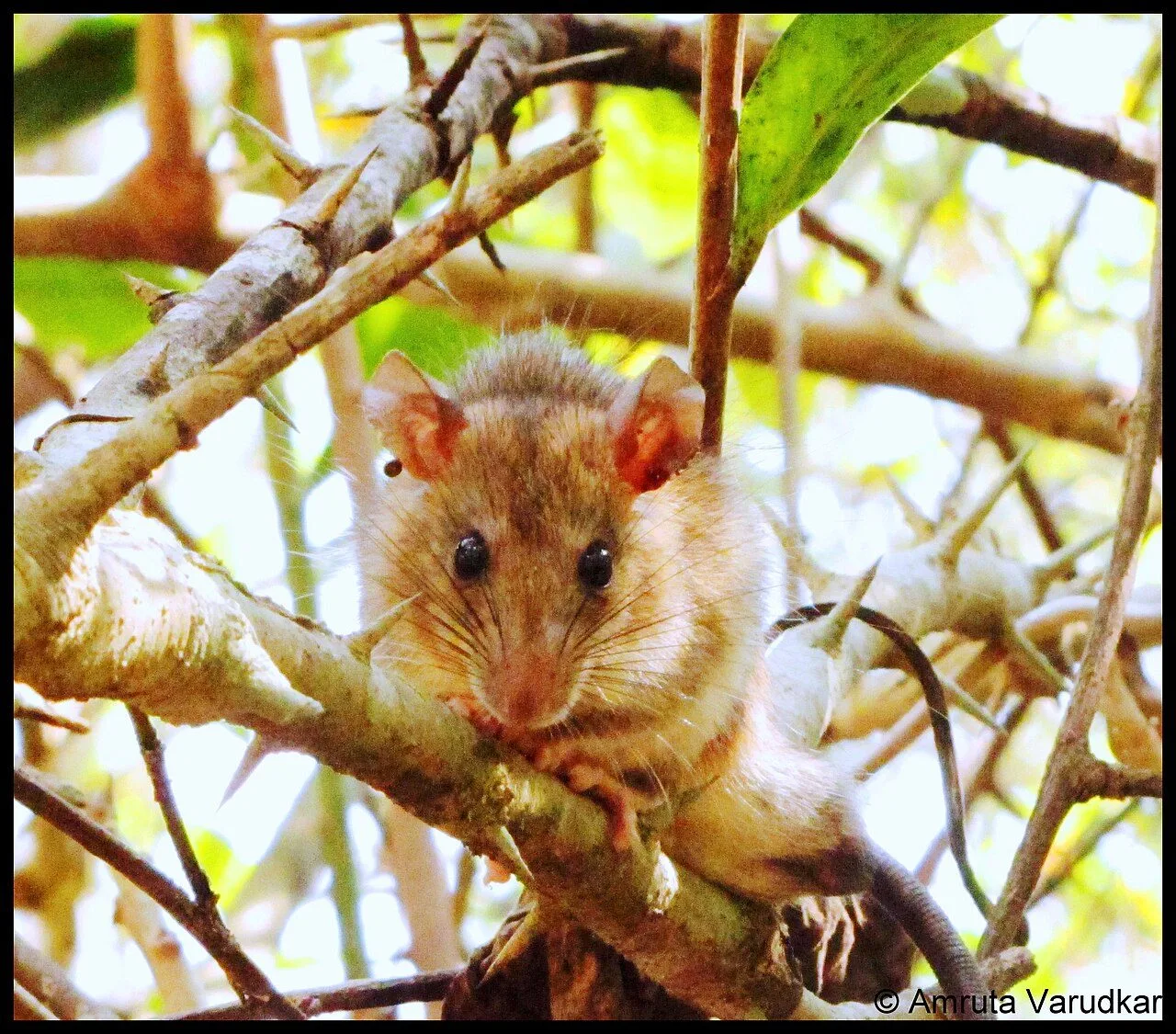 Sahyadris Forest Rat