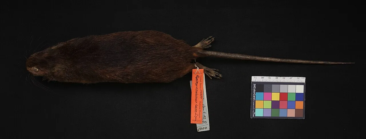 Simalur Archipelago Rat