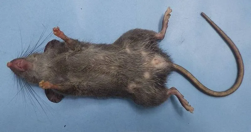 Paulina's Limestone Rat