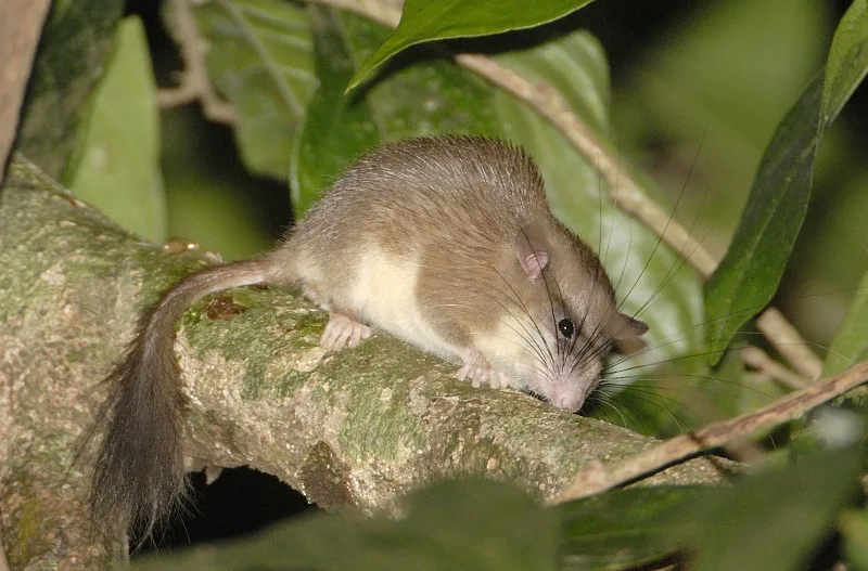 Malabar Spiny Tree Mouse
