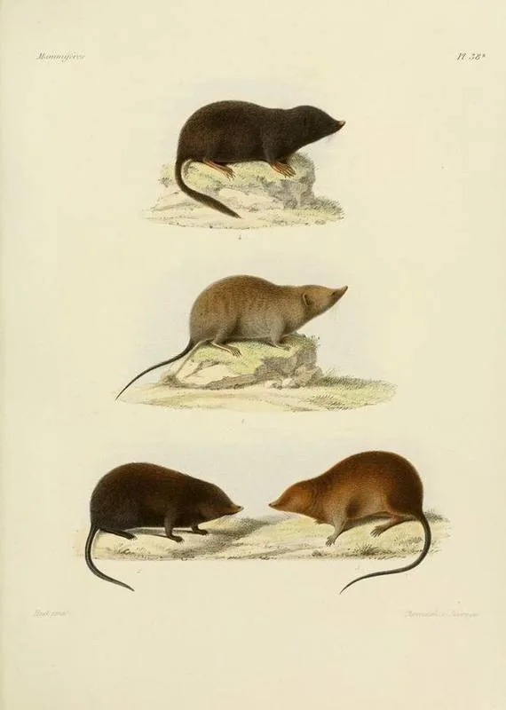 Asian Gray White-toothed Shrew