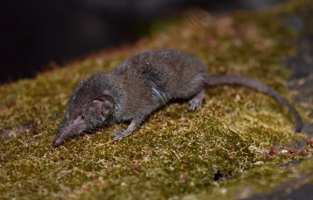 Horsfield's White-toothed Shrew