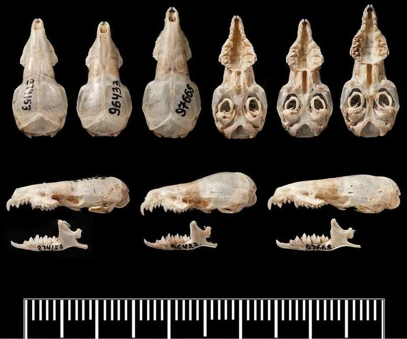 Indochinese White-toothed Shrew