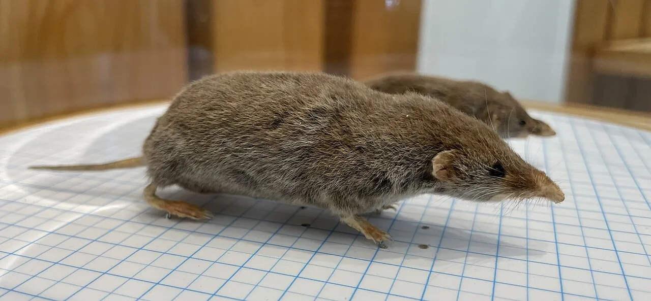 Greater Ryukyu White-toothed Shrew