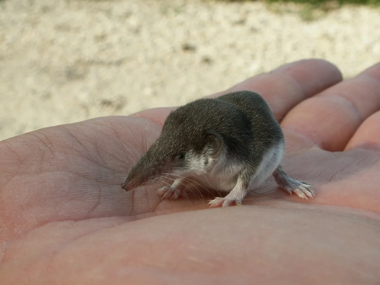 Siberian White-toothed Shrew