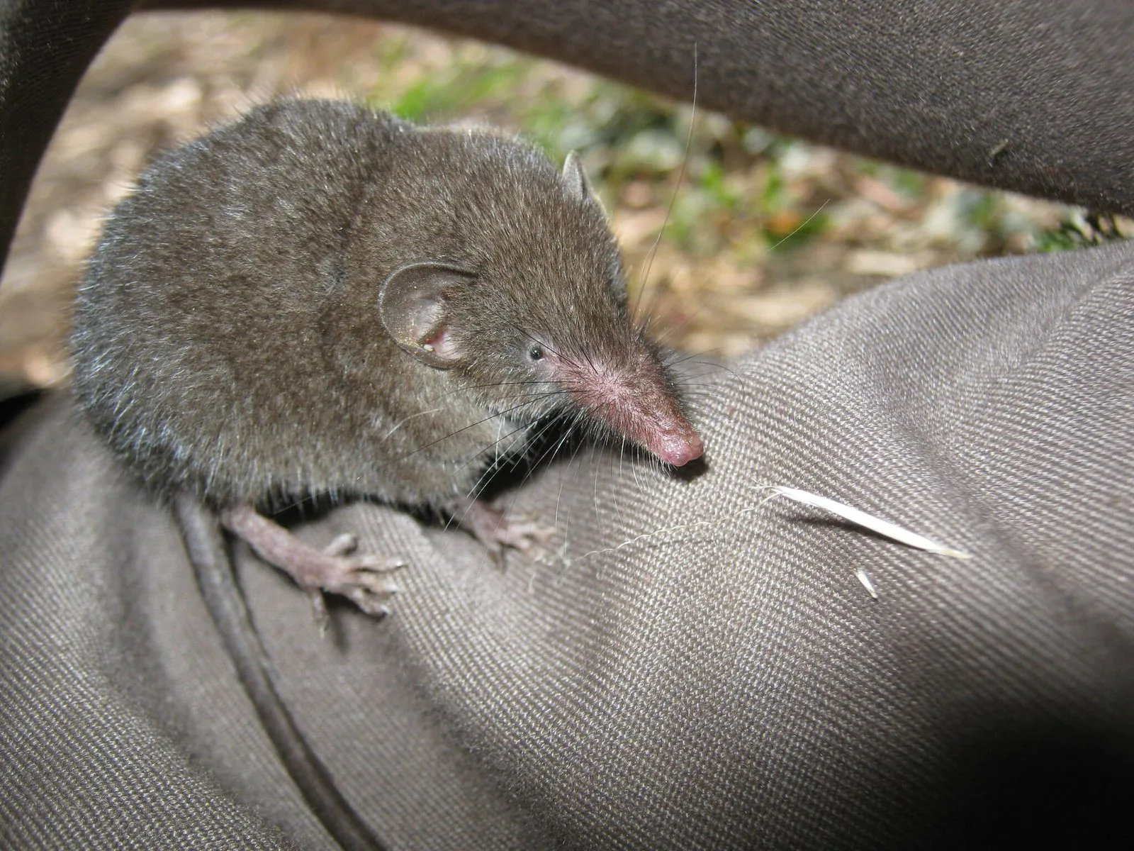 Day's Shrew