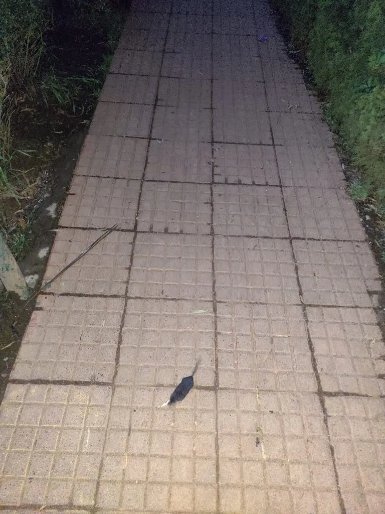 Sri Lankan Highland Shrew