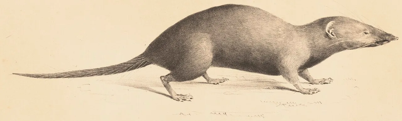 Himalayan Water Shrew