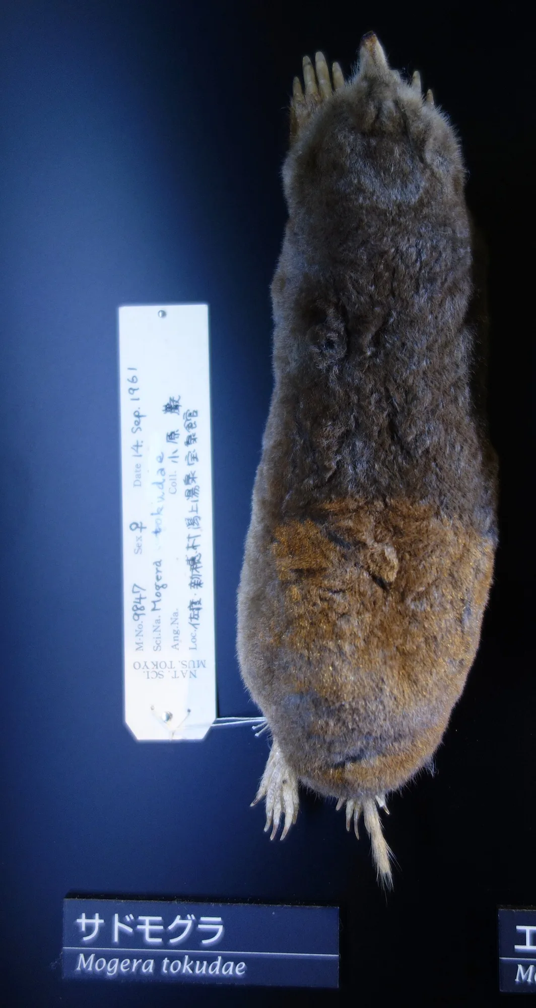Sado Mole